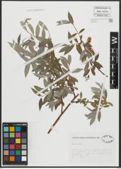 Foto von Salix alba L.